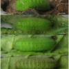 lyc tityrus larva4 volg3